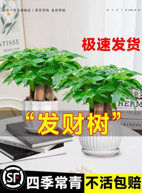 发财树小盆栽客厅花卉绿植物办公室内文竹水培招财树盆景四季好养