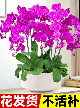 精品蝴蝶兰盆栽带花苞秋冬耐寒鲜花卉绿植物室内真花大苗四季开花