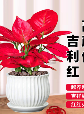 吉利红盆栽如意皇后室内招财旺宅花卉绿植好养易活办公室桌面植物