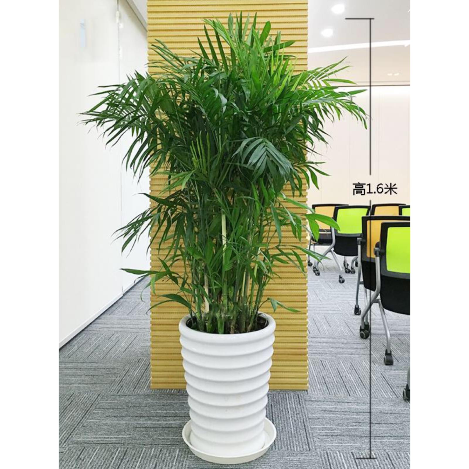 夏威夷竹子盆栽凤尾竹散尾葵室内客厅大型绿植盆景植物椰子树