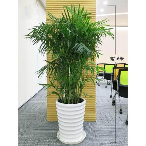 夏威夷竹子盆栽凤尾竹散尾葵室内客厅大型绿植盆景植物椰子树