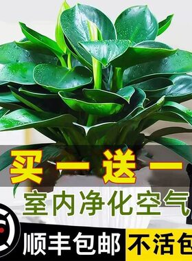 金钻水培植物盆栽花卉绿植绿萝除甲醛室内四季好养大盆办公室桌面