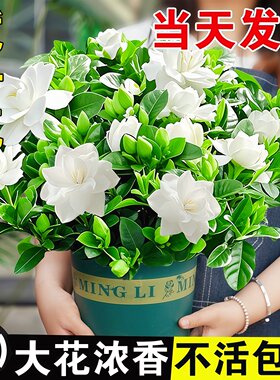 栀子花盆栽茉莉花四季开花绿植花卉树苗办公室内适合懒人好养植物