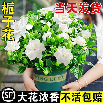 栀子花盆栽茉莉花四季开花绿植花卉树苗办公室内适合懒人好养植物
