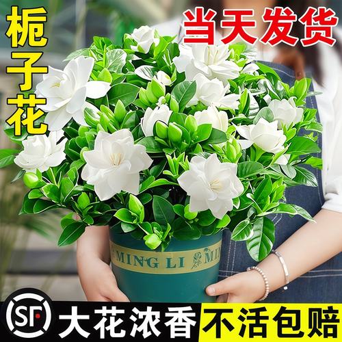 栀子花盆栽茉莉花四季开花绿植花卉树苗办公室内适合懒人好养植物
