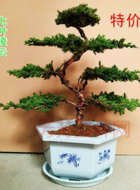迎客松盆景树枝小盆栽中式老桩植物小型地柏绿植花盆罗汉松盘景真