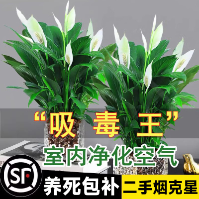白掌一帆风顺盆栽水培植物绿萝箩花卉室内花绿植红掌发财树吸甲醛