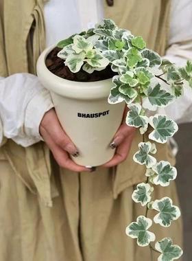 日本雪莹常春藤爱心叶出锦北欧ins风室内阳台垂吊小盆栽绿植易养