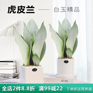 白玉虎皮兰盆栽室内净化空气植物办公室四季常青耐旱好养植物