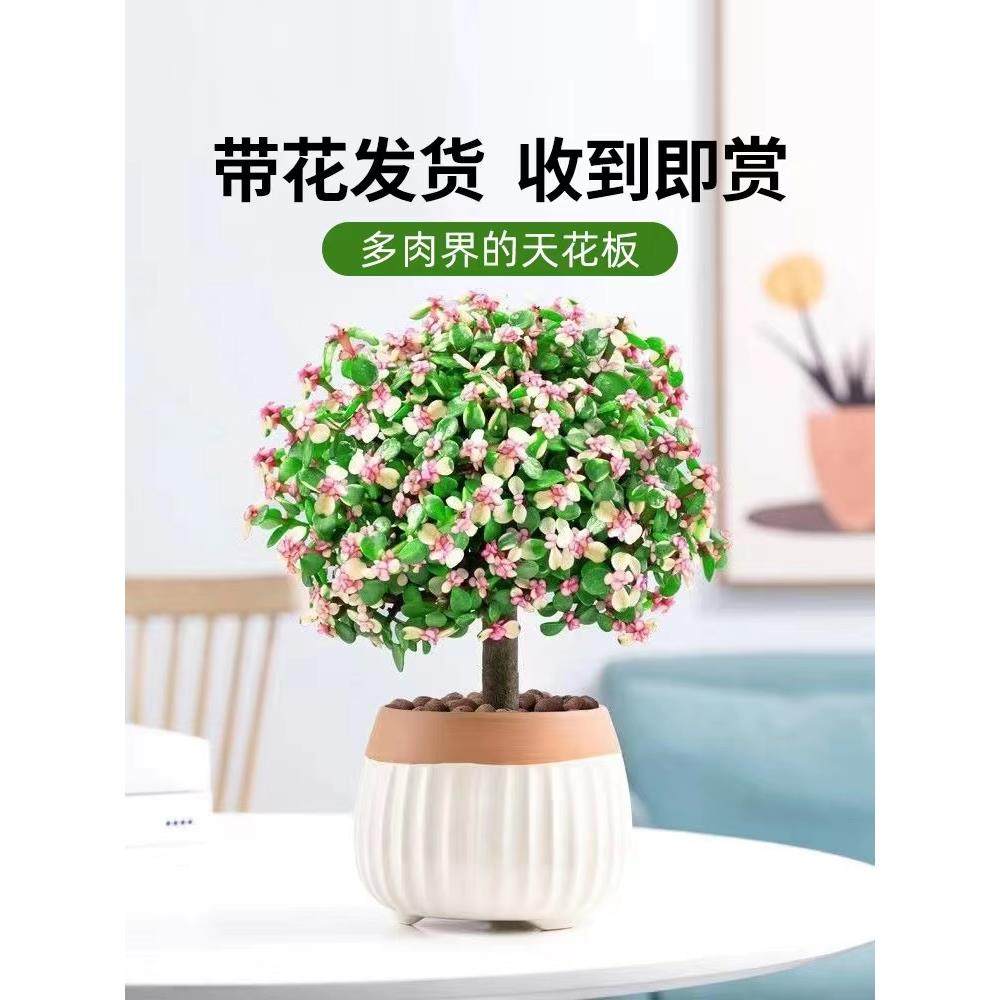 金枝玉叶盆栽老桩多肉肉植物好养水培绿植物花卉法师客厅小苗摆放图片