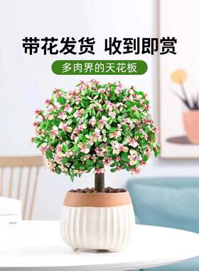 金枝玉叶盆栽老桩多肉肉植物好养水培绿植物花卉法师客厅小苗摆放