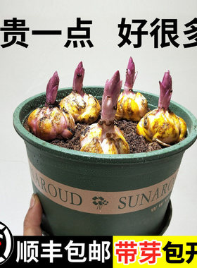 百合花种球香水百合多季开花好养活花卉植物室内外花苗盆栽花种子