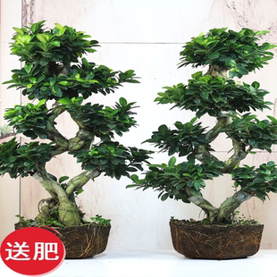 金钱榕盆栽绿植花卉大8字老桩造型s弯摇钱树植物小叶人参榕树盆景