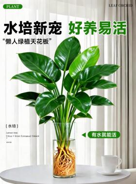 水培植物大叶金钻绿公主办公室内桌面大盆栽净化空气除甲醛龟背竹