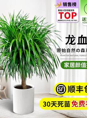 龙须树盆栽大型客厅多头绿植办公室内龙血树造型小苗带土老桩盆景