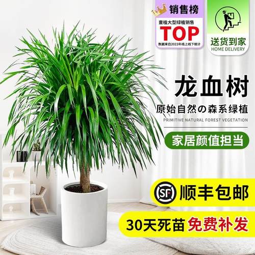 龙须树盆栽大型客厅多头绿植办公室内龙血树造型小苗带土老桩盆景