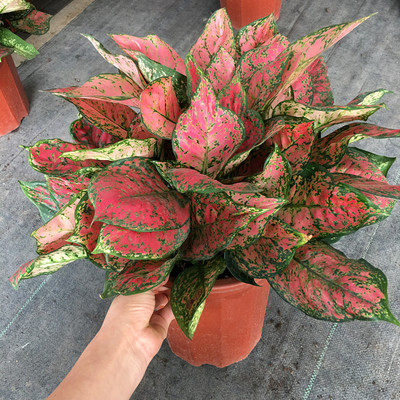 红叶植物价格 多少钱