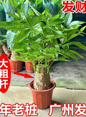 招财花卉发财树树旺宅盆景盆栽客厅办公室老桩粗杆桌面绿植内大型
