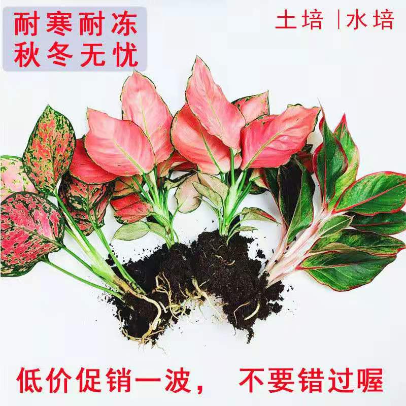 如意皇后吉利红盆栽办公室内小绿植懒人水培植物好养万年红