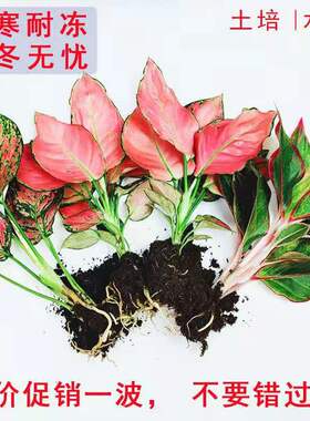 如意皇后吉利红盆栽办公室内小绿植懒人水培植物好养万年红