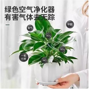 金钻盆栽绿萝箩室内植物花卉水培绿植办公室桌面多肉净化清新空气