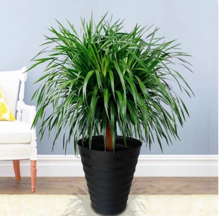 龙血树盆栽办公室内大型客厅龙铁树旺宅绿植落地老桩树苗真龙须树