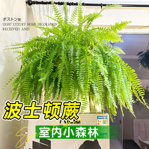 波士顿蕨盆栽吊盆霸王蕨类高级感客厅办公室绿植室内盆栽四季好养