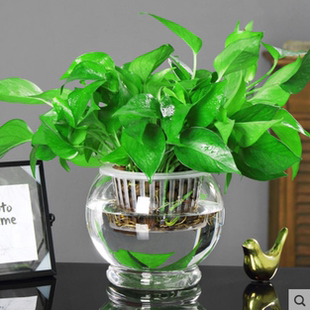 水培绿萝盆栽室内植物客厅水养绿箩新房家用盆栽绿植