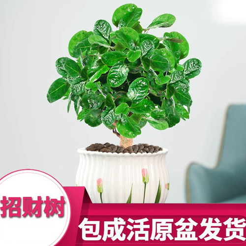 金钱兜福禄桐盆栽金钱桐圆叶钱多多发财树金钱树室内客厅绿植园艺