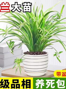 金边吊兰盆栽花卉植物室内垂吊阳台好养绿植四季常青水培净化空气