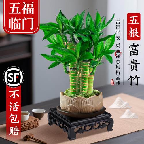 富贵竹植物客厅招财文昌竹盆栽中式盆景观音竹子室内绿植