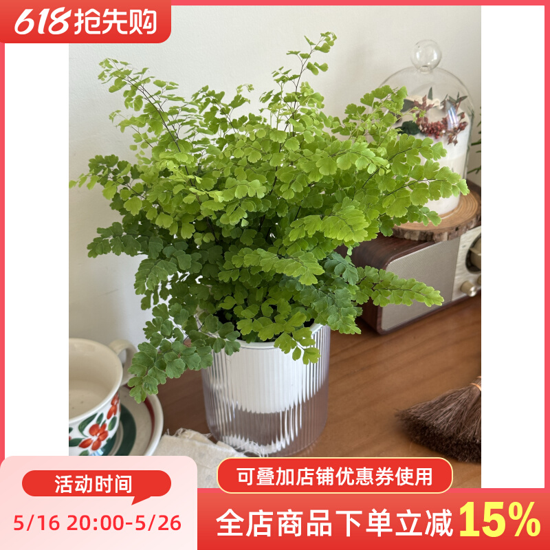 精品铁线蕨盆栽室内耐阴铁丝草办公桌阳台常绿观叶绿植易活