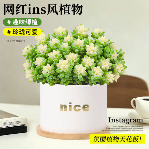 多肉植物雪花玉坠锦室内桌面好养活多肉盆栽绿植花卉桌面精品肉肉