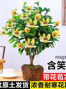 含笑花盆栽老桩树苗带花苞室内阳台四季浓香型耐寒花卉植物香蕉花
