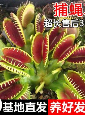 捕蝇草盆栽超大扑蝇草巨型猪笼草茅膏菜食虫植物食人花食蚊草驱蚊