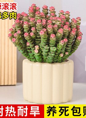 钱串子多肉植物室内花卉盆栽绿植旺宅钱多多大颗好养四季肉肉鲜花