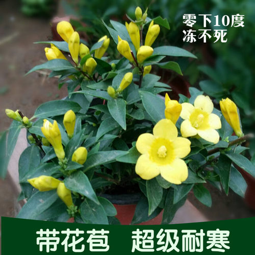 绿植法国香水冬季耐寒茉莉花苗