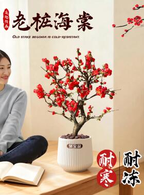 四季海棠花盆栽老桩树苗庭院地栽大花重瓣西府开花植物耐寒耐冻