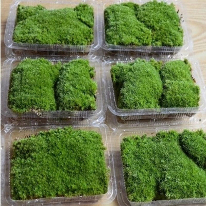 苔藓微景观DIY植物鲜活青苔孢子盆景假山装饰铺面盆栽活白发藓干