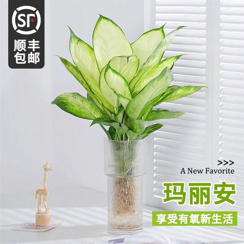 玛丽安水培植物盆栽万年青富贵竹室内绿植好养植物客厅净化空气花