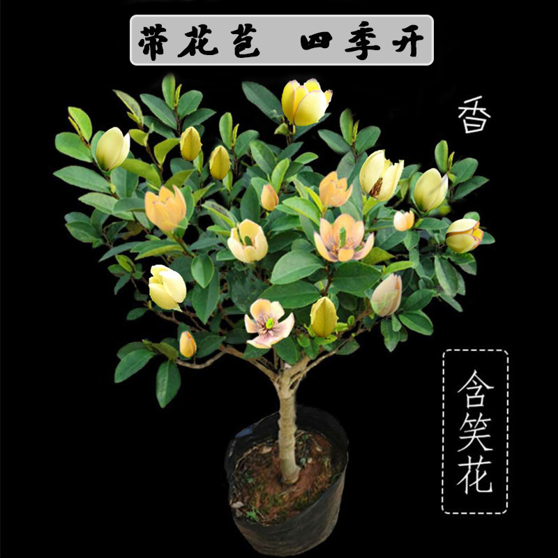 树苗庭院阳台四季浓香型观花植物