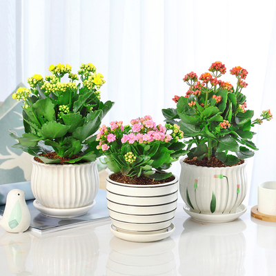 重瓣好养绿植绿植长寿花盆栽