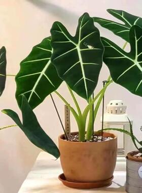 绿天鹅绒海芋净化空气彩叶芋绿植盆栽吸甲醛室内外植物观叶好养