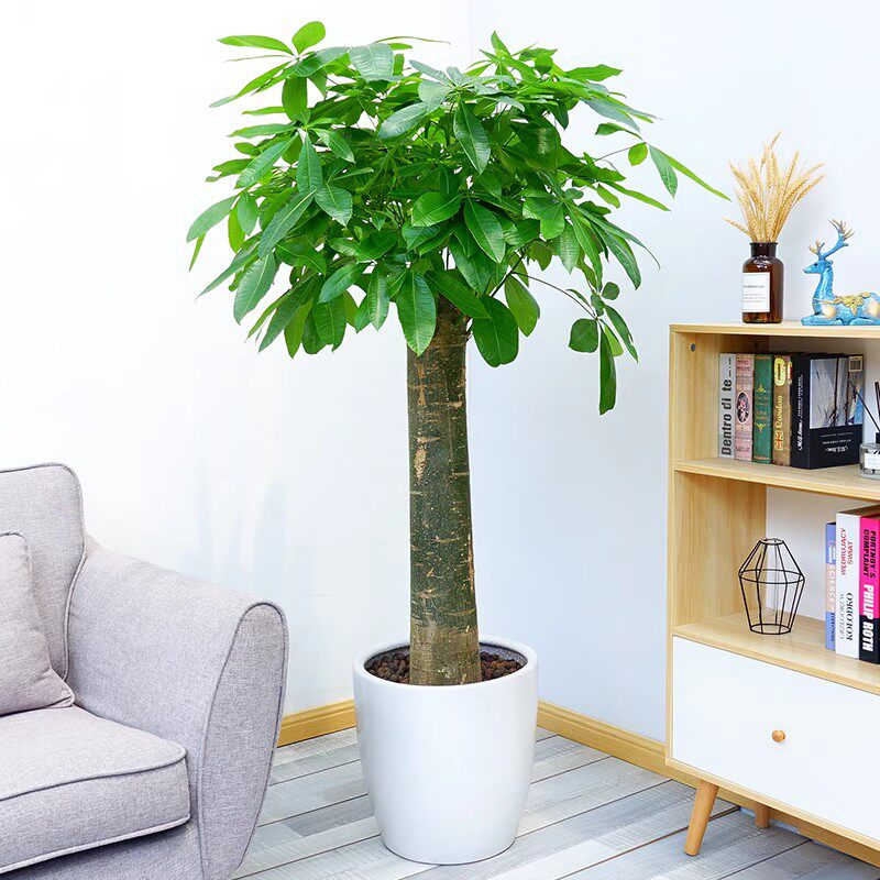 单杆发财树室内外花卉盆景植物盆栽大招财树花苗客厅大型绿色植物,家居饰品,装饰摆件,淘宝优惠券,粉丝福利购,淘宝优惠卷