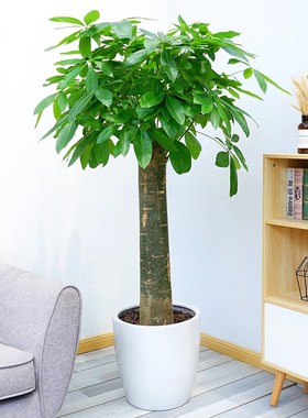 单杆发财树室内外花卉盆景植物盆栽大招财树花苗客厅大型绿色植物