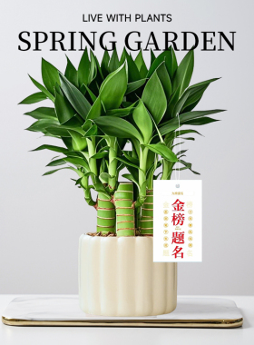 文昌竹4支富贵竹带根金榜题名室内盆栽高考书桌绿植净化空气好养