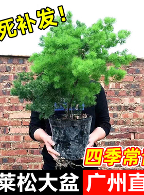 蓬莱松室内盆栽客厅旺宅植物四季常青好养活办公室桌面小绿植盆景