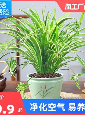 金边吊兰盆栽花卉植物室内花阳台净化空气去甲醛绿植水养水培垂吊