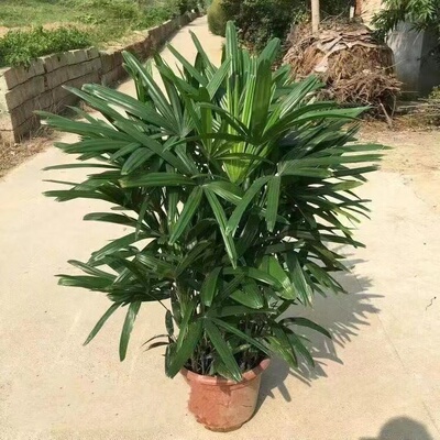 棕竹盆栽金山棕室内植大型绿植花卉盆栽观叶植物四季常青净化空气