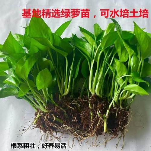 绿萝苗水培好养盆栽办公室内花卉绿植懒人裸根绿箩除甲醛净化空气
